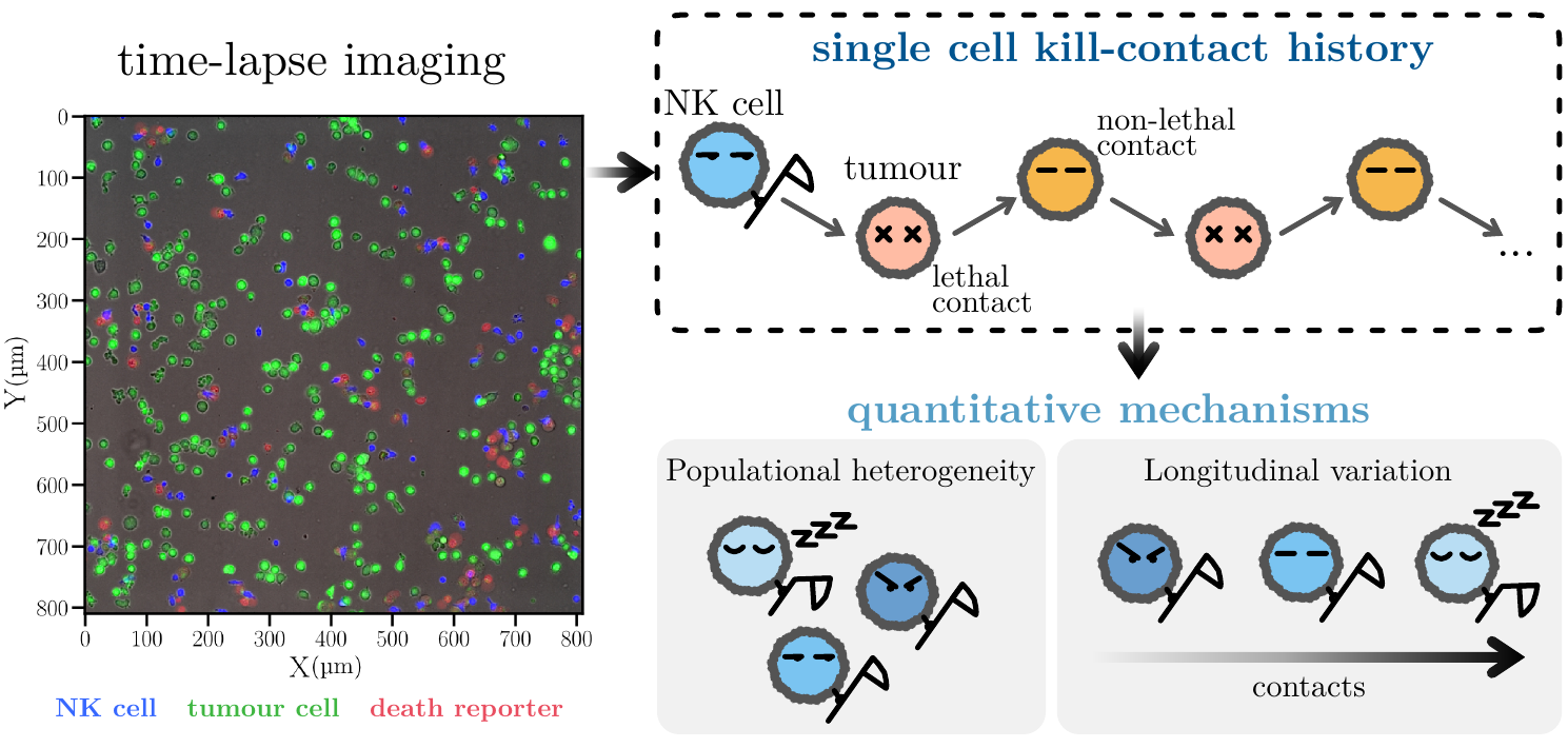 Graphic abstract showing how BARRACUDA converts time-lapse imaging into single-cell kill-contact histories and tests population heterogeneity and longitudinal variation.