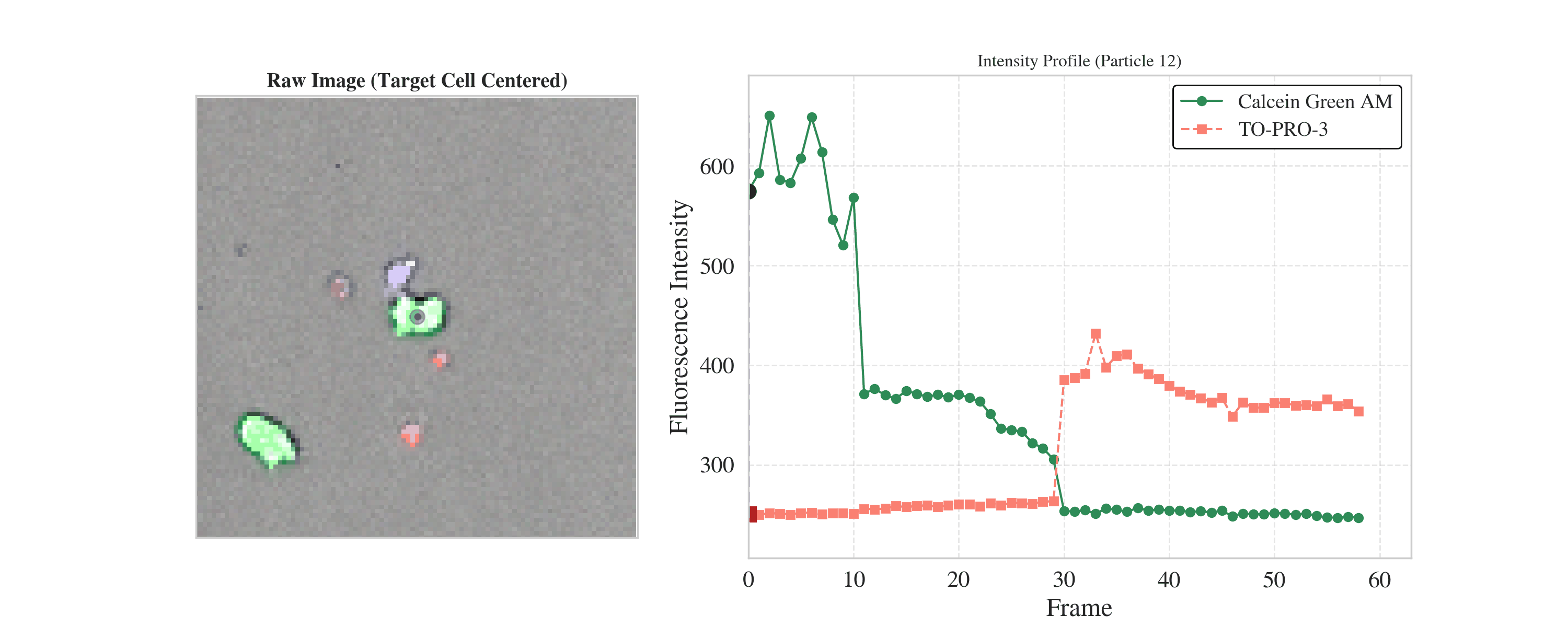 Animated CytotoxicVision output showing a target cell, nearby immune cells, and fluorescence traces over time.